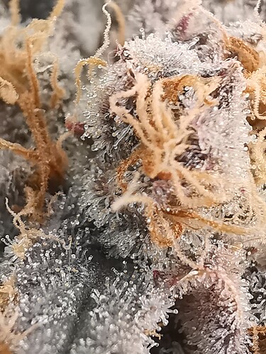Growreport Bild 37