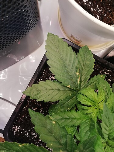 Growreport Bild 5