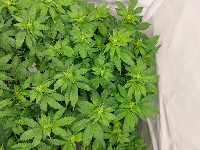 Growreport Bild 3