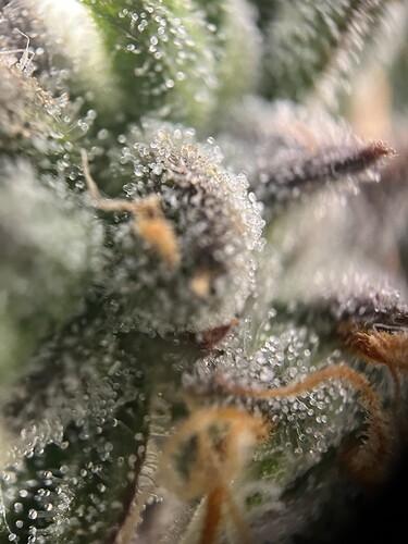 Growreport Bild 12