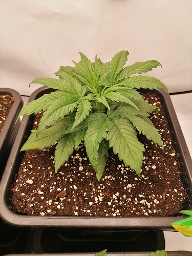 Growreport Bild 7