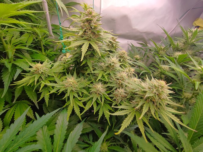 Growreport Bild 58
