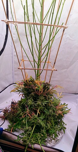Growreport Bild 4