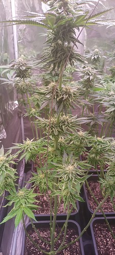 Growreport Bild 5