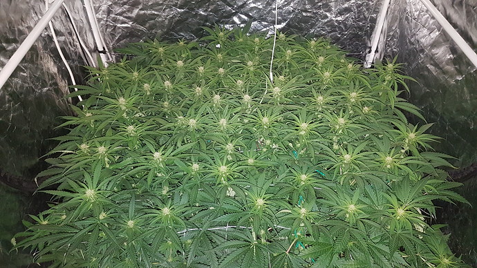 Growreport Bild 3