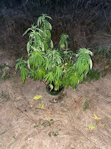 Growreport Bild 3