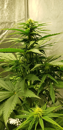 Growreport Bild 5