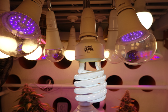 Growreport Bild 36
