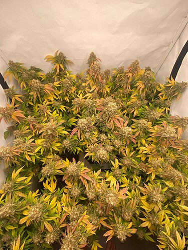 Growreport Bild 4