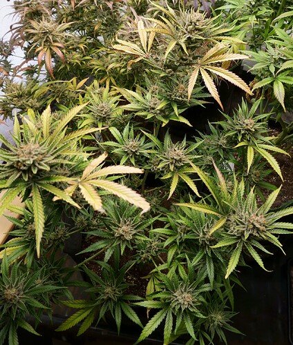 Growreport Bild 3