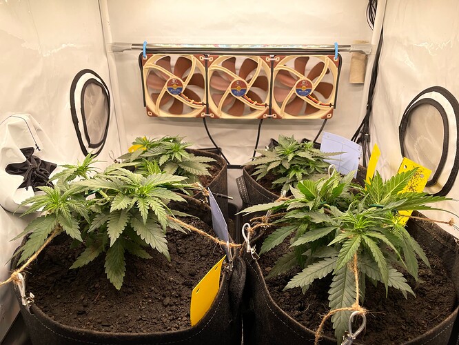 Growreport Bild 1