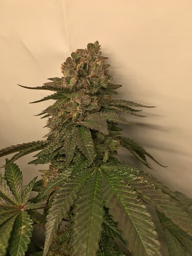Growreport Bild 8