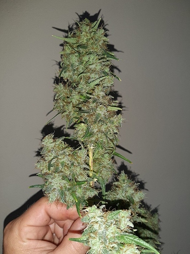 Growreport Bild 7