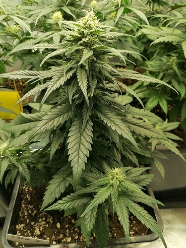 Growreport Bild 4