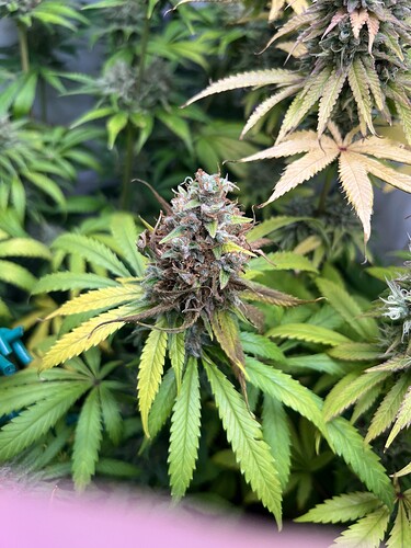 Growreport Bild 13