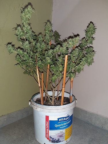 Growreport Bild 7