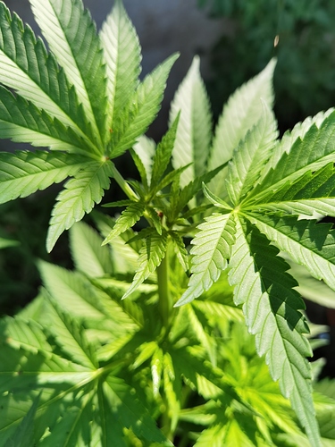 Growreport Bild 9