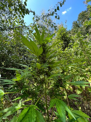 Growreport Bild 3