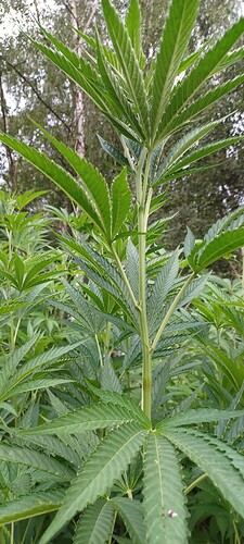 Growreport Bild 4