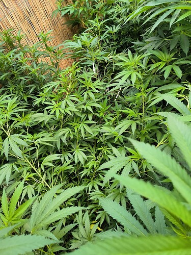 Growreport Bild 21