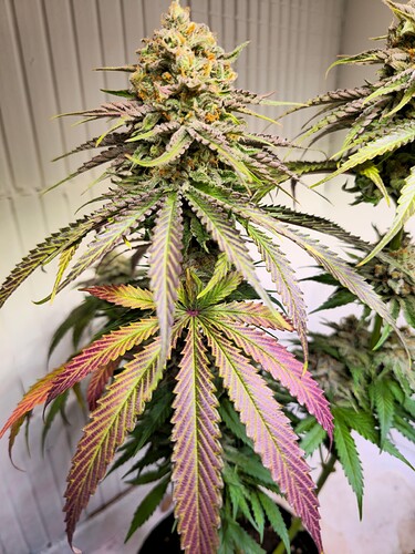 Growreport Bild 13