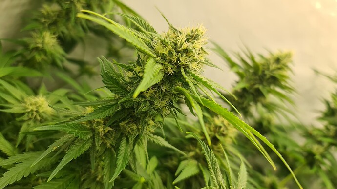 Growreport Bild 6