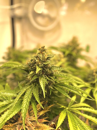 Growreport Bild 13