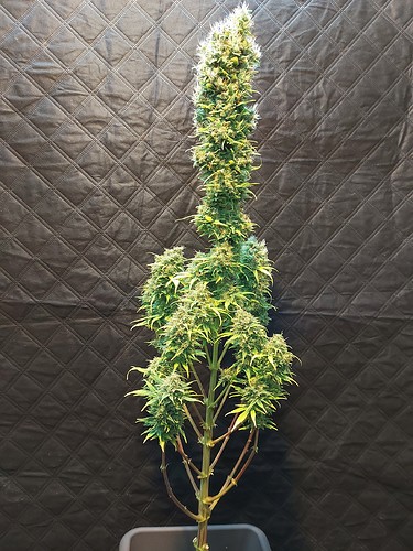 Growreport Bild 14