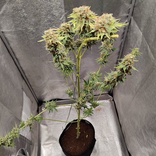 Growreport Bild 1