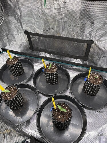 Growreport Bild 41