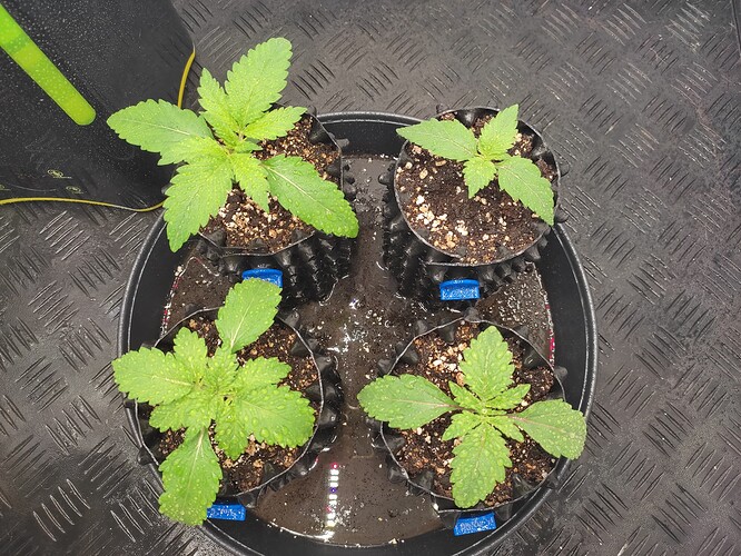 Growreport Bild 11