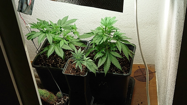 Growreport Bild 8