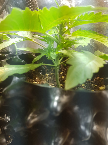Growreport Bild 18
