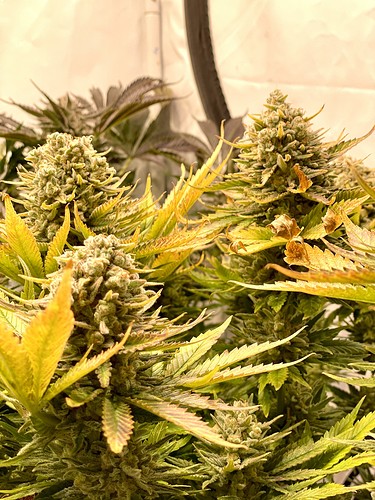 Growreport Bild 9