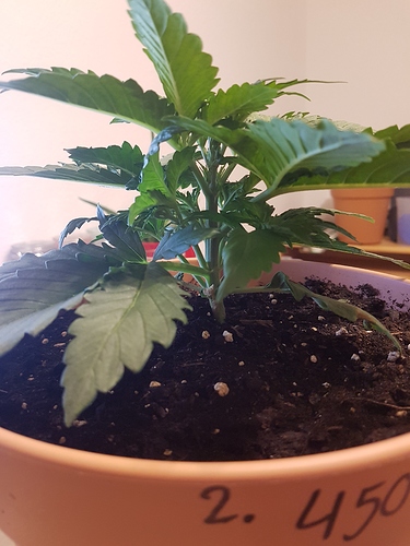 Growreport Bild 7