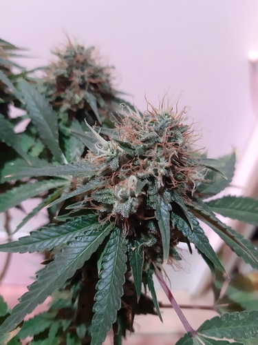 Growreport Bild 4