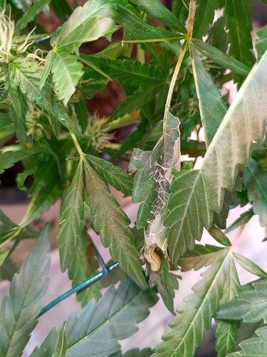 Growreport Bild 8