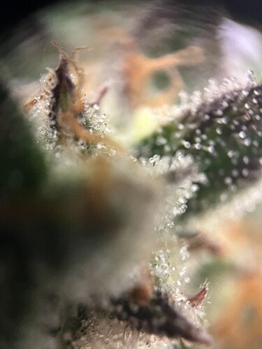 Growreport Bild 19