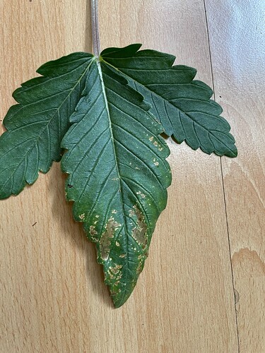 Growreport Bild 1