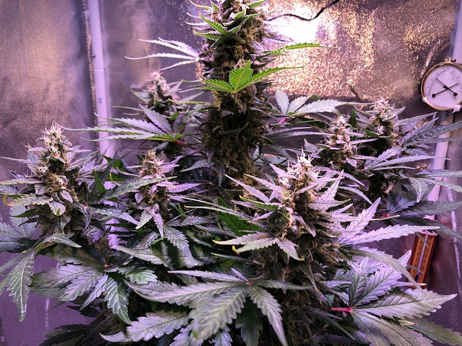 Growreport Bild 32