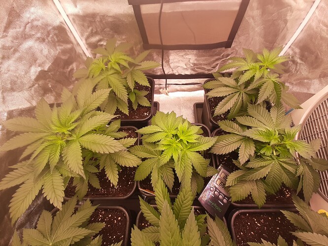 Growreport Bild 3