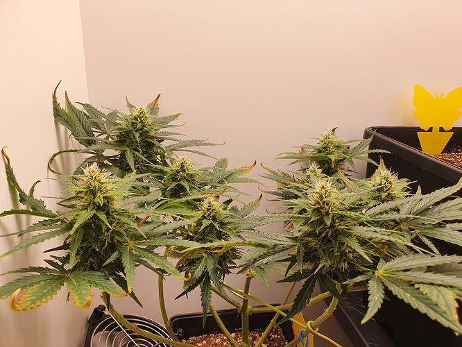 Growreport Bild 1