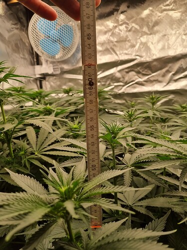 Growreport Bild 35