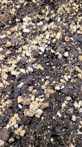 Growreport Bild 7