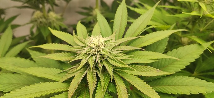 Growreport Bild 2