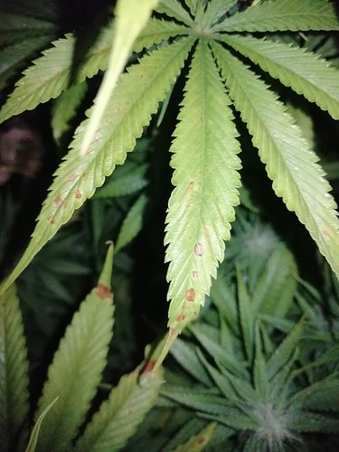 Growreport Bild 3