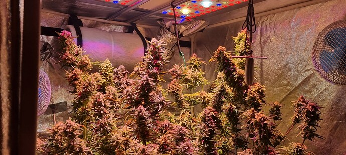 Growreport Bild 31