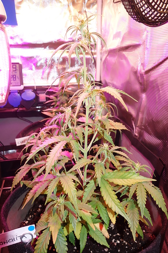 Growreport Bild 35