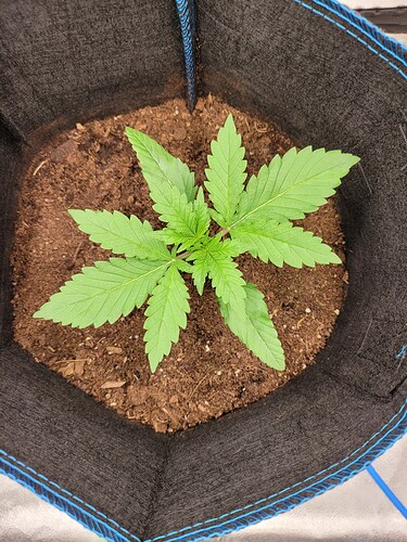 Growreport Bild 3