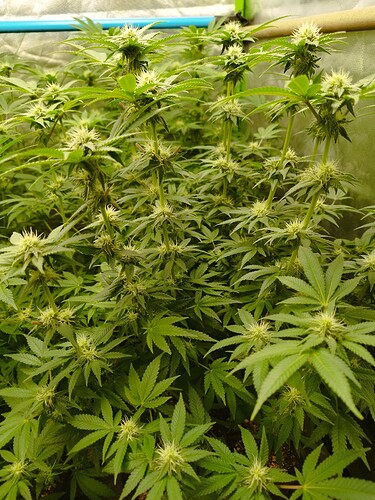 Growreport Bild 6